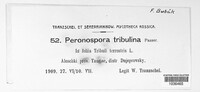 Peronospora tribulina image